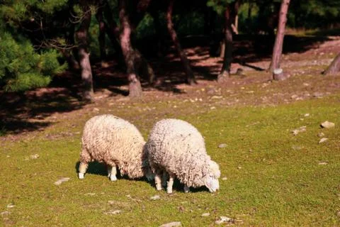 Close-up image of two sheep eating grass on a green farm Stock Photos