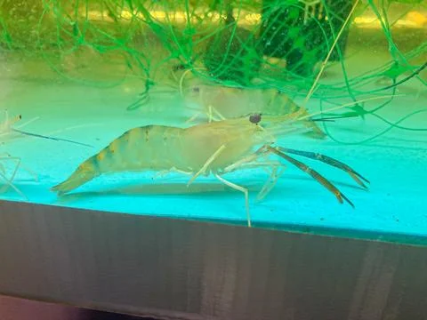 Close-up image of two striped, translucent shrimp in a tank with algae and gr Stock Photos