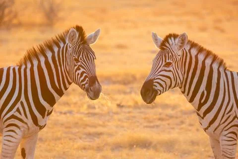 Close up image of two zebra, Equus quagga, or Equus burchellii in warm gold.. Foto stock