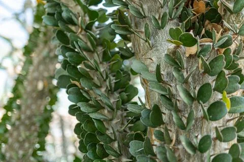 Up-close image of a unique tree with intricate, fan-like leaves showcasing .. Stock Photos