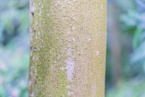 Close-up image of a unique tree trunk with intriguing, animal-like bark pat.. Stock Photos