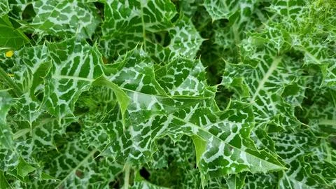 Close-up image of a vibrant array of foliage featuring deep green leaves 스톡 사진