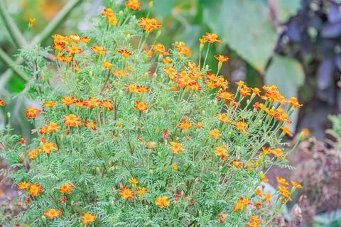 Close-up image of a vibrant cluster of small orange flowers with yellow cente Stock Photos