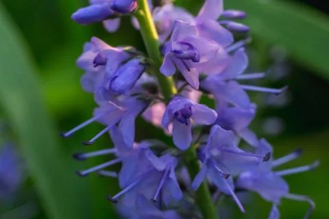 Close-up image of a vibrant green stem adorned with numerous small purple flo Stock Photos