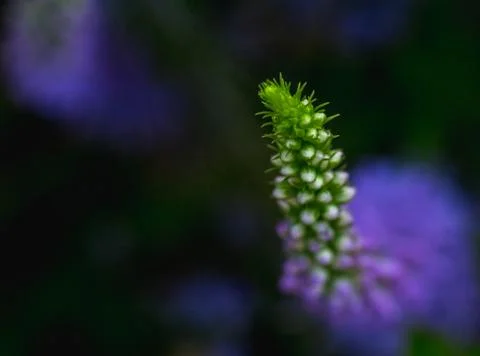 Close-up image of a vibrant green stem adorned with numerous small purple flo Stock Photos