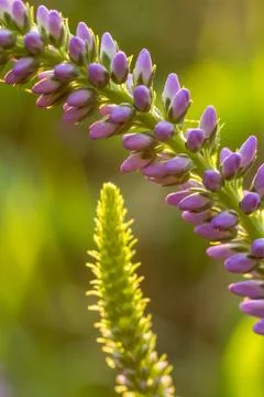 Close-up image of a vibrant green stem adorned with numerous small purple flo Foto stock
