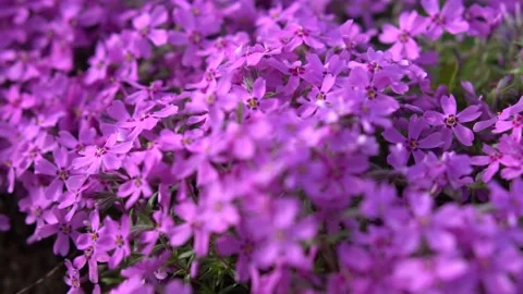 Close-up image of vibrant purple flower, possibly a pansy or violet, surrounded Stock Footage 295317680