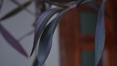 A close-up image of vibrant purple heart plant (Tradescantia pallida) leaves. Stockbeeldmateriaal 340630815