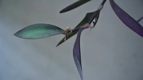 A close-up image of vibrant purple heart plant (Tradescantia pallida). 库存影片 340630816