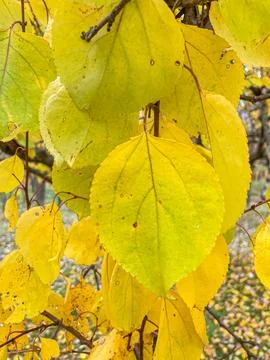Close-up image of vibrant yellow deciduous tree leaves, layered pattern, autu Stock Photos