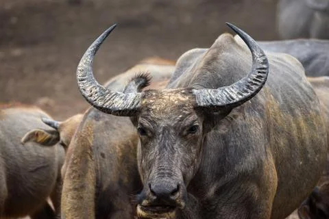 Close up image of Water Buffalo Stock Photos