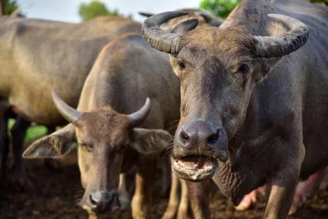 A close up image of Water Buffalo Stock Photos