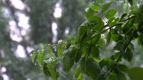 Close-up image of wet green leaves on a branch, with structure and another leafy Stock Footage 301116703