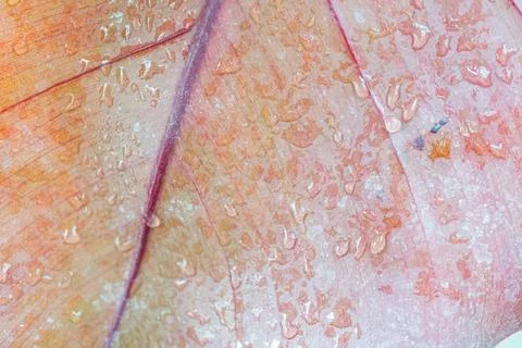 Close-up image of a wet maple leaf with detailed water droplets, showcasing n Stock Photos