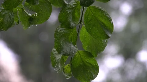Close-up image of a wet tree branch with vibrant leaves, suggesting recent rain Stock Footage 301117009