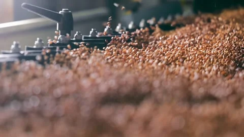A close-up image of wheat grains being processed through agricultural machinery Video stock 276896209
