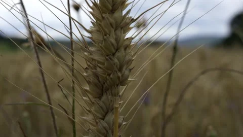 Close up image of wheat. Wheat in the field Stock Footage 249409776