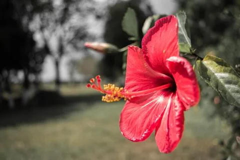 Close-up image of a white and red hibiscus flower. Red hibiscus flower Stock Photos