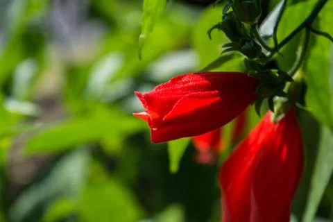 Close-up image of a white and red hibiscus flower. Red hibiscus flower Stock Photos