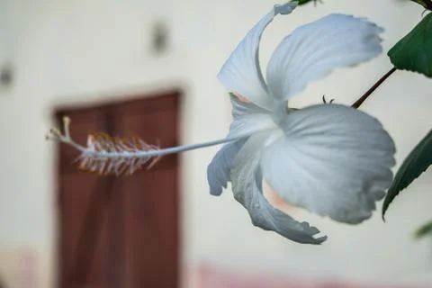 Close-up image of a white and red hibiscus flower. Red hibiscus flower Stock Photos