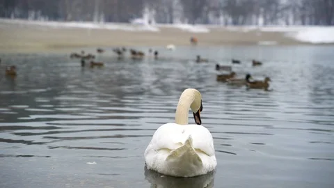 Close up image of white swan eating at Bundek, Zagreb, Croatia. Stock Footage 102644506
