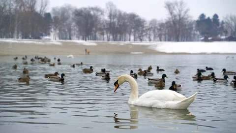 Close up image of white swan eating at Bundek, Zagreb, Croatia. Video stock 102644507
