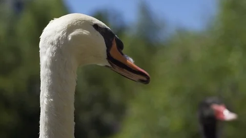 Close-up image white swan in slow motion, Germany. Stock Footage 102851606