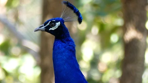 Close up Image of wild indian peafowl with fantastic colors Stock-Footage 86529974