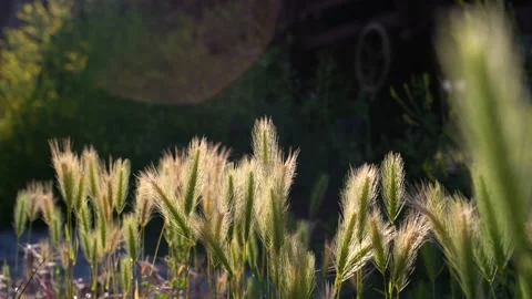 Close-up image of wild plants growing at an abandoned rail system. Stock Footage 139059906