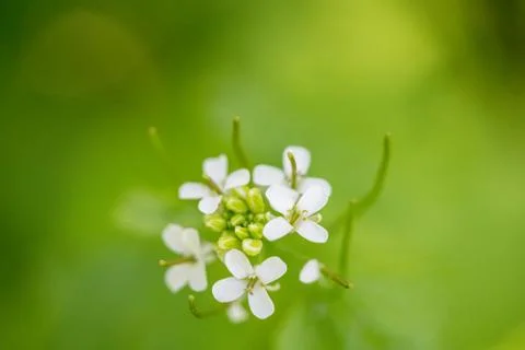 Close up image of wild Radish, Raphanus raphanistrum, Jointed Charlock, White Stock Photos