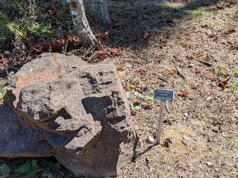 A close-up image of a yellow and gray rock beside a labeled “Coltsfoot” Stock Photos
