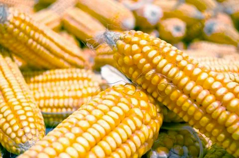 Close up image of yellow corn Stock Photos