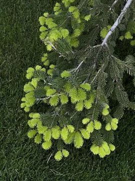 Close up image of young green needle of conferous fir tree. Spring time, earl Stock Photos