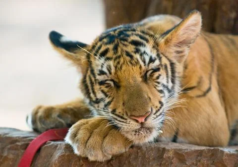 Close up image of young tiger Stock Photos