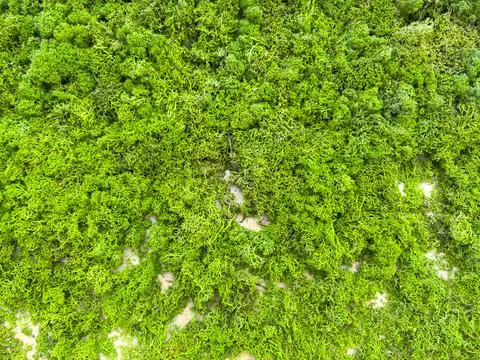 Close up of immaculate grass lawn Stock Photos