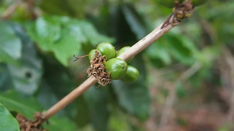 Close up immature coffee beans in coffee branches, organic agriculture plants in Stock Footage 112060634