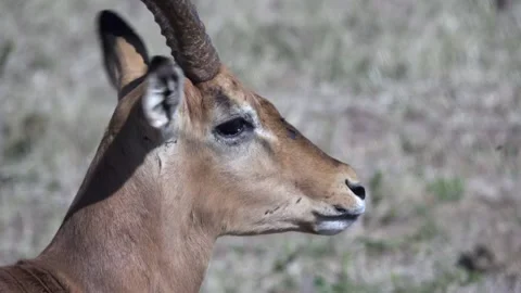 Close Up of Impala with horns Stock Footage 142486572
