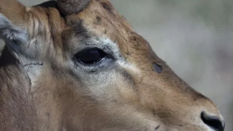 Close Up of an Impala's Face Stock Footage 142486571