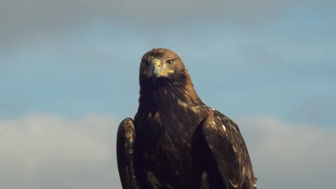 Close-up of imperial eagle Stock Footage 104370417