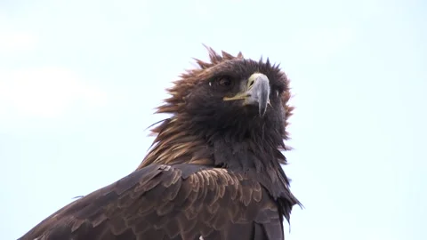 Close up impressive eagle Stock-Footage 221583535