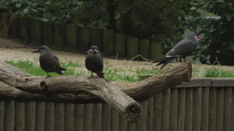 Close Up Of A Inca Tern Bird Stock Footage 240536323