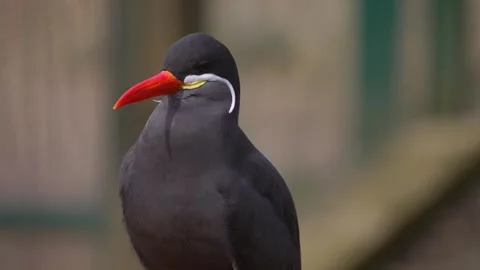 Close up of Inca Tern bird Stock Footage 253740636