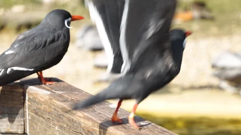 Close up of Inca Tern bird  Stock Footage 271201092