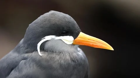 Close-Up of Inca Tern (Larosterna inca) – 4K of Unique Seabird Stock Footage 313007774