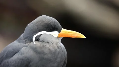 Close-Up of Inca Tern (Larosterna inca) – 4K of Unique Seabird Stockbeeldmateriaal 313007777