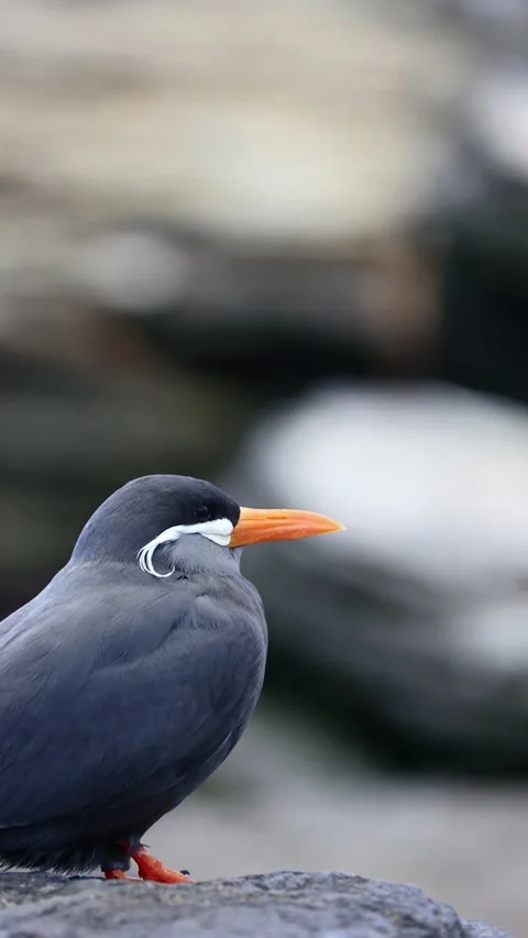 Close-Up of Inca Tern (Larosterna inca) – 4K Detailed Footage Seabird Stock Footage 313067757