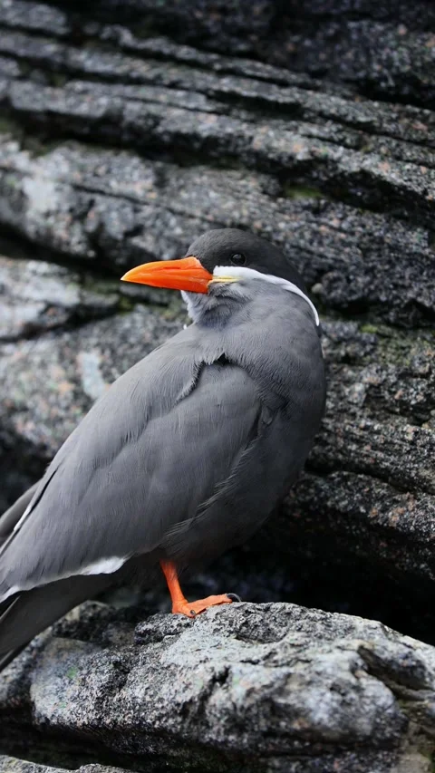 Close-Up of Inca Tern (Larosterna inca) – 4K Detailed Footage of Seabird Stock Footage 313196336