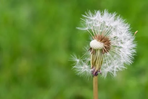 Close up of an incomplete dandelion. Stock Photos