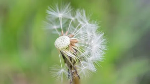 Close up of an incomplete dandelion. Stock Photos