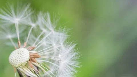 Close up of an incomplete dandelion. Stock Photos